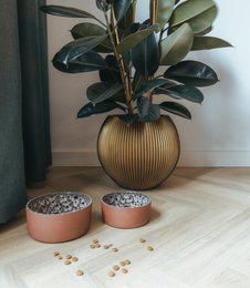 Ceramic food bowl in a round, ribbed gold-colored vase with a large green plant. Two cats eating from terracotta bowls on the floor.