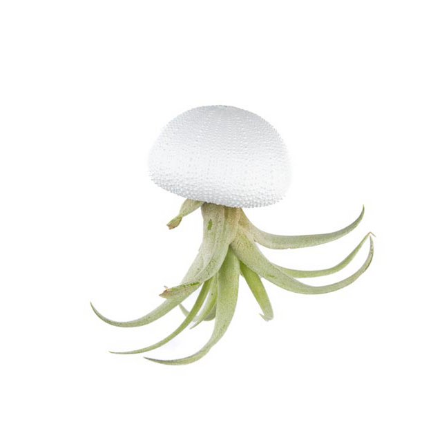 REG PENDANT-SEA PLANT