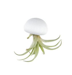 A white and green air plant with long, flowing leaves suspended in a white sea urchin shell.