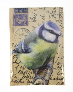 Scented sachet Great Tit (Fresh Cotton)