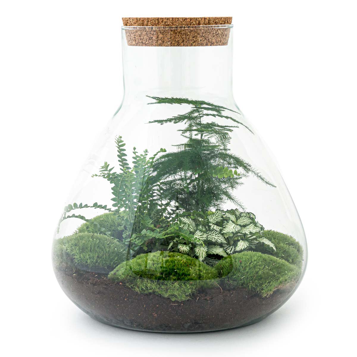 Kit DIY Terrarium - Sam XL - Jardin de Bouteilles - ↑ 35 cm