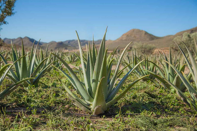 Bio- und biodynamischer Aloe-Saft (Demeter)