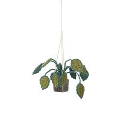 Large hanging plant with big green leaves, suitable for kids' rooms or nurseries.