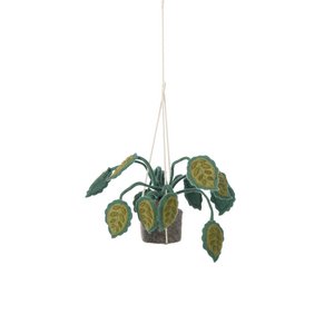 Hanging plant, big leaves