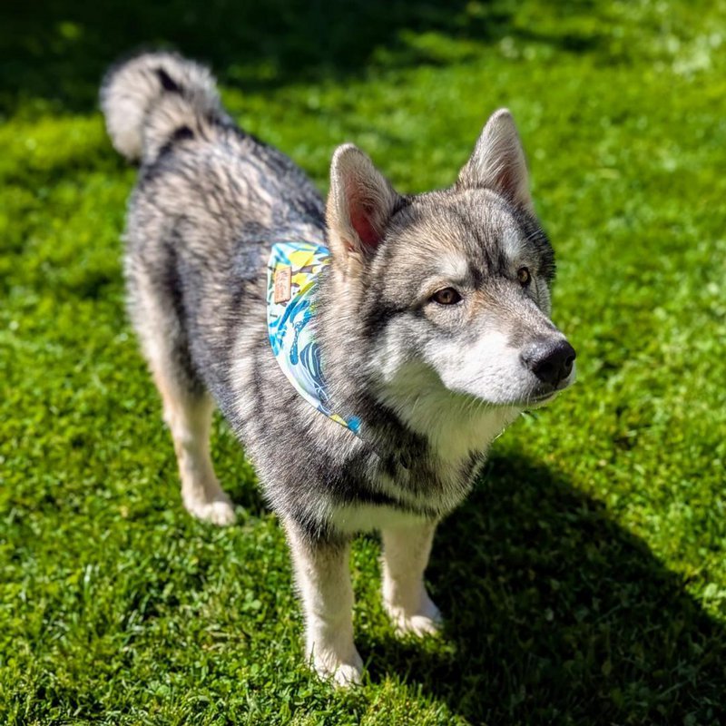 Reef necklace and bandana