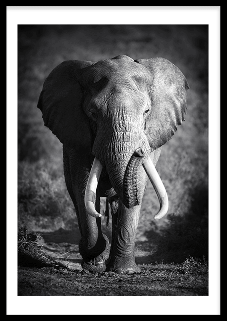 Elefante Espíritu Animal