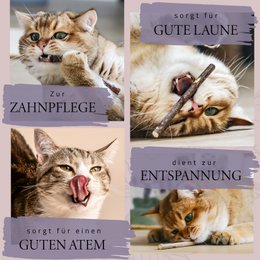 NE & NO® REFT GAT CATS Bell -Being Herbs: Catnint + Valerian Spray + Matatabi Sticks