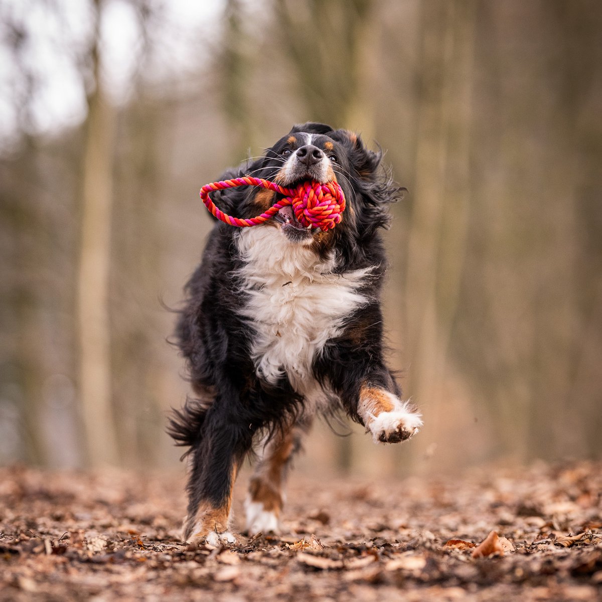 Maxi sling ball - cult toy for dogs