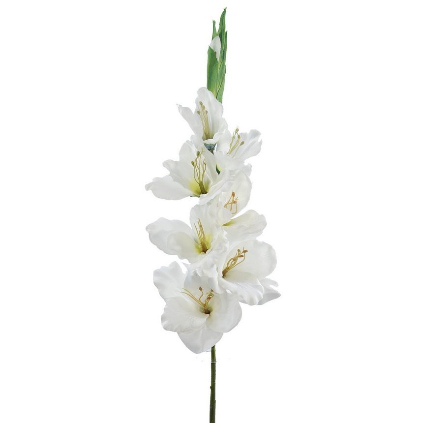 Gladioox9 Satijn Crema 75cm(38)