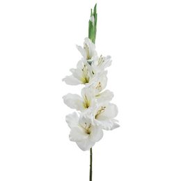 Gladiolox9 Saten Crema 75cm(38)
