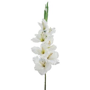 Gladiolox9 Saten Crema 75cm(38)