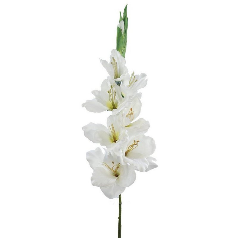 Gladiolox9 Saten Crema 75cm(38)