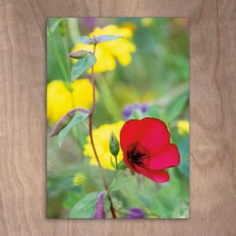Postcard, Postkarte, 0563 Wildblumen Wiese Mohn Blumen Frühling