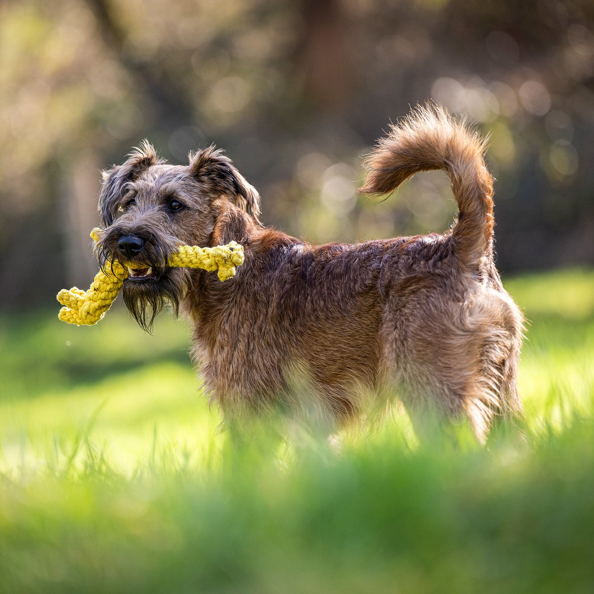 Gretchen Giraffe - cultspeelgoed voor honden