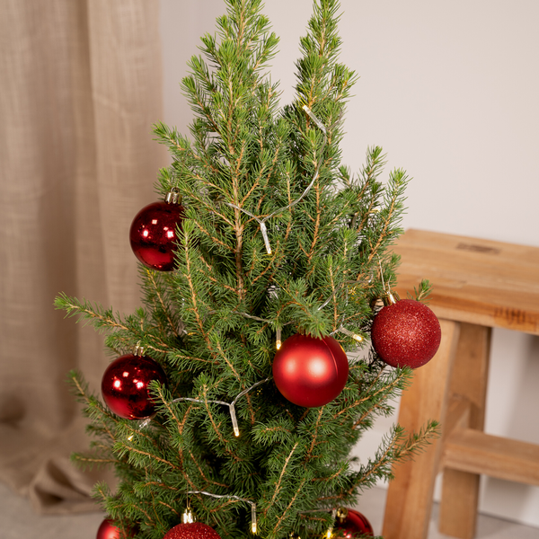 Picea Glauca Conica - Ø21cm - ↕80cm - Red - Ø21 - ↨80cm