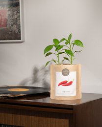 Grow Bag Chili pepper