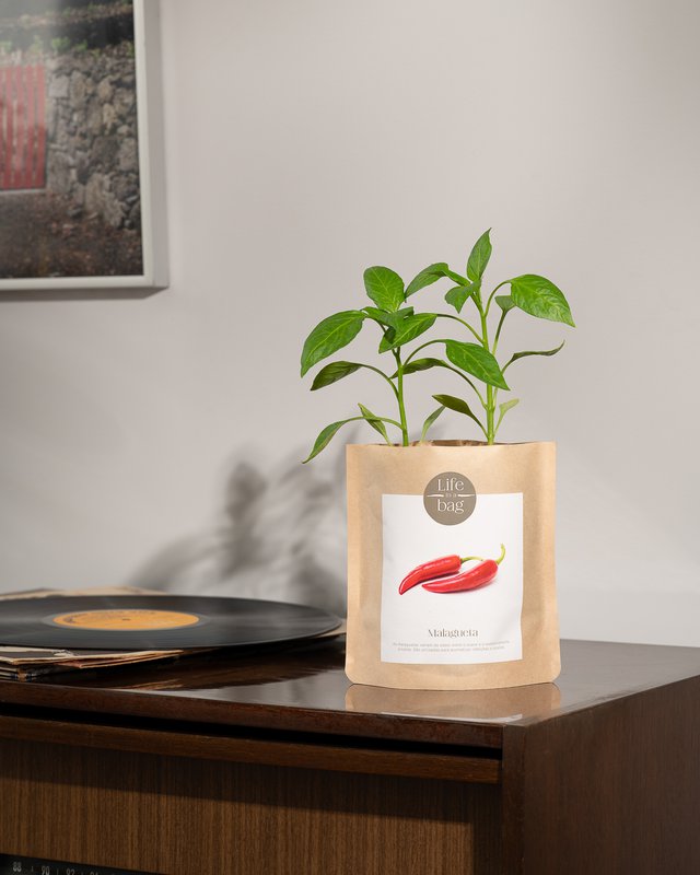 Grow Bag Chili pepper
