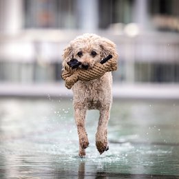 Doggy Dog Jr. - kultlegetøj til hunde
