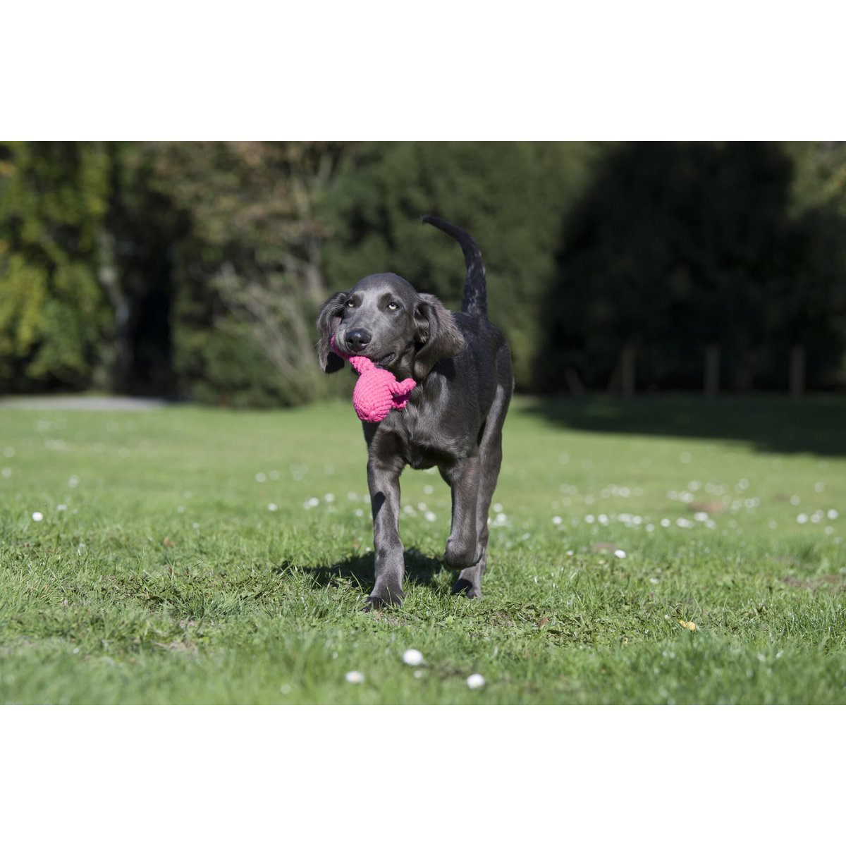 Franzi Flamingo - giocattolo cult per cani