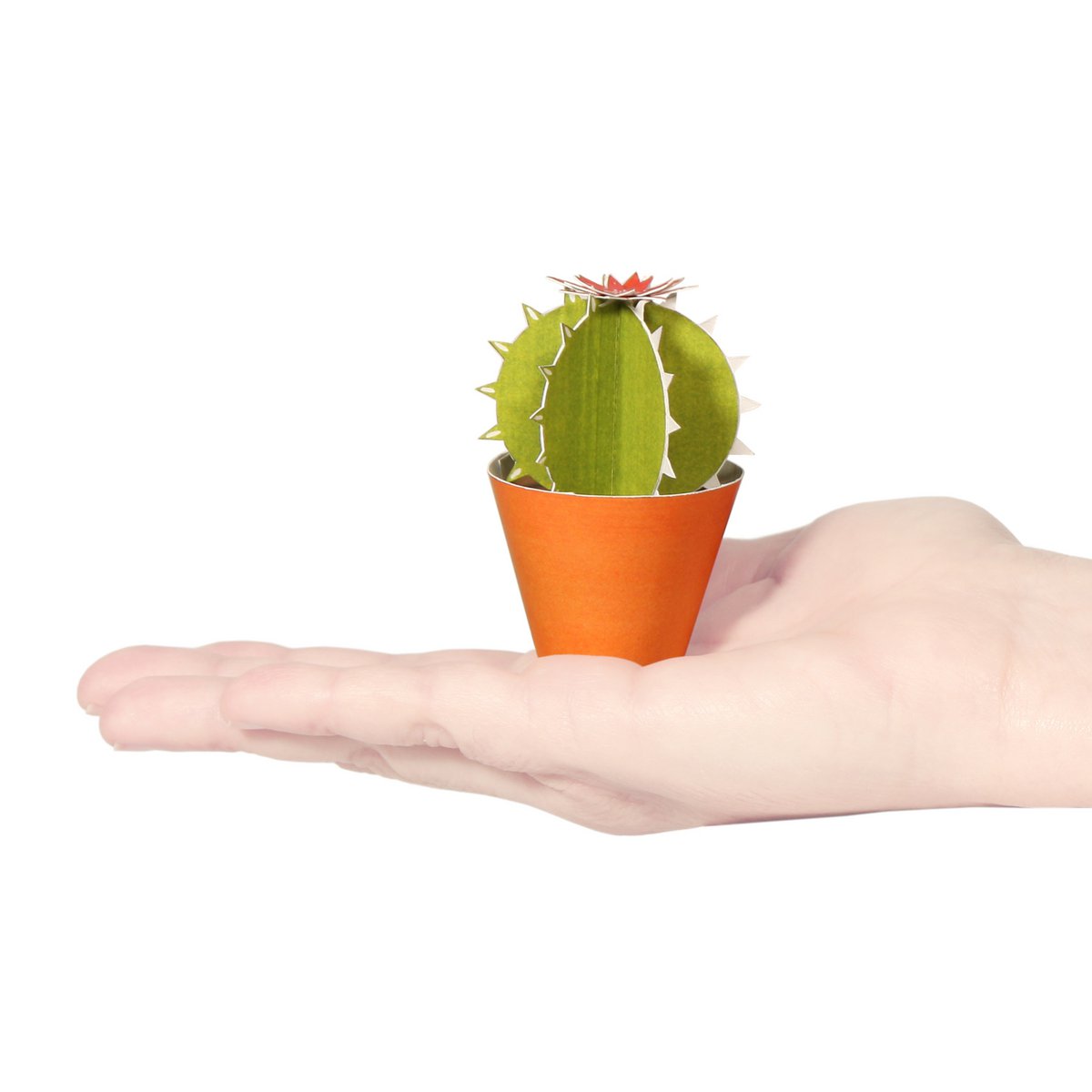 Ferocactus glaucescens postkort