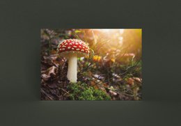 Muchomor pocztówkowy (PK_035)
