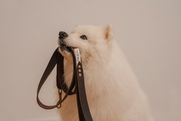 Blødt læderbånd fra det fluffy hvalpemærke, længde 175 cm, bredde 3 cm, håndlavet!