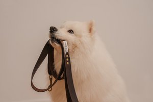 Soft leather leash from the Fluffy Puppy brand, length 175 cm, width 3 cm, hand made!