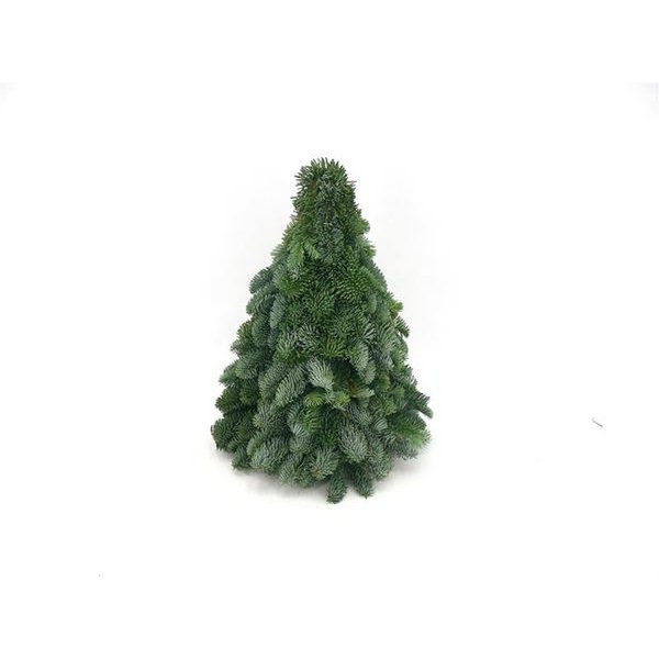 Nobilis Christmas tree - ↕40cm
