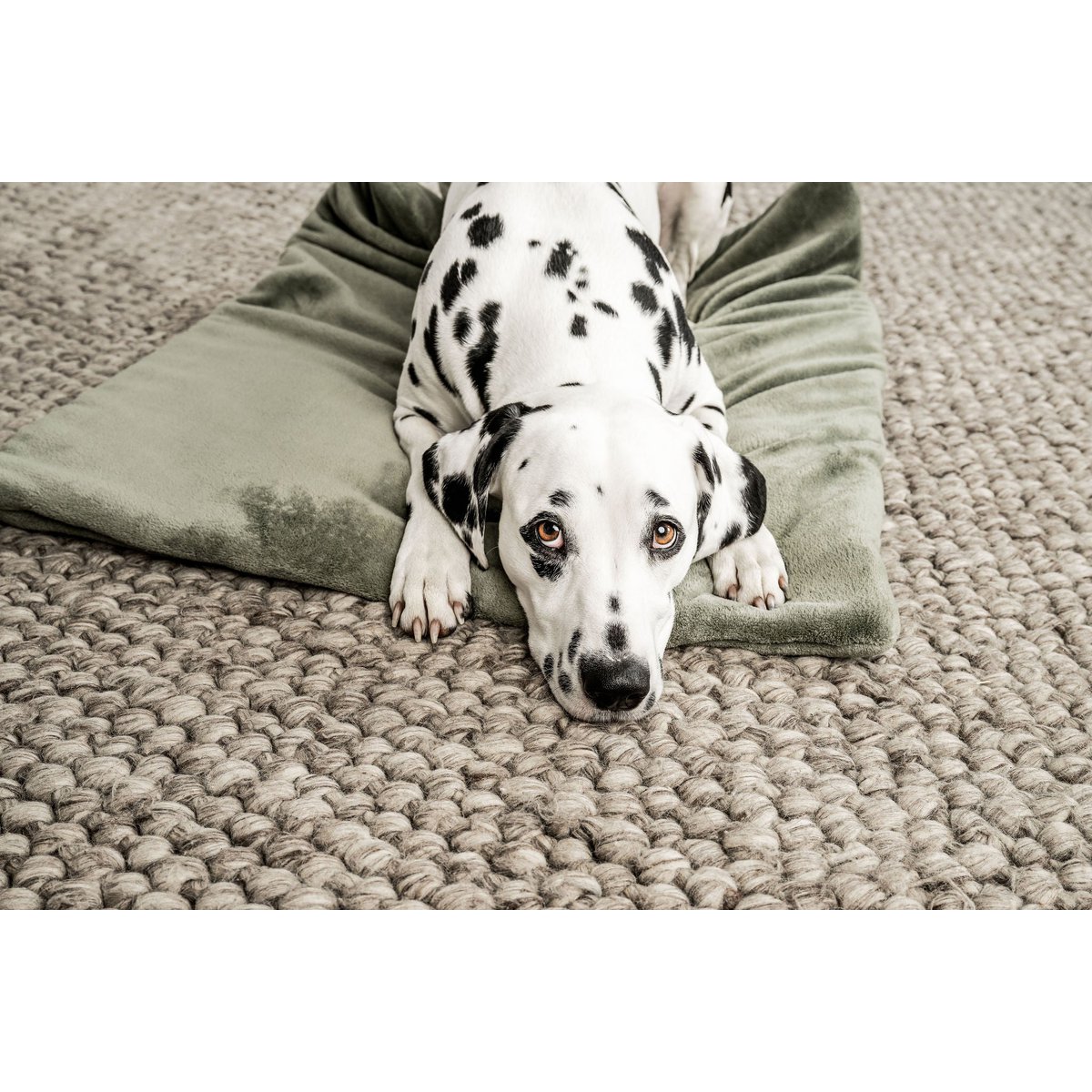Hundedecke Emma Moosgrün (veganistisch)
