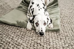 Hundedecke Emma Moosgrün (vegansk)