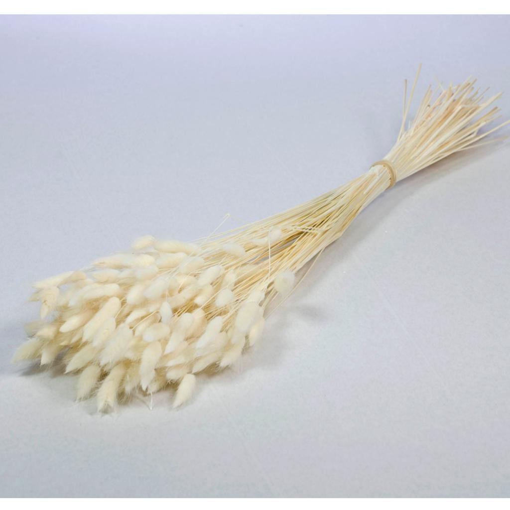 Lagurus, circa 100 g, circa 60 cm, sbiancato