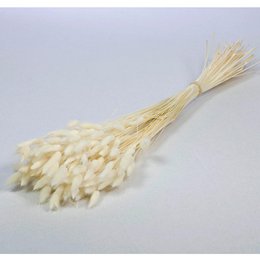 Lagurus, ca. 100 g, ca. 60 cm, bleget