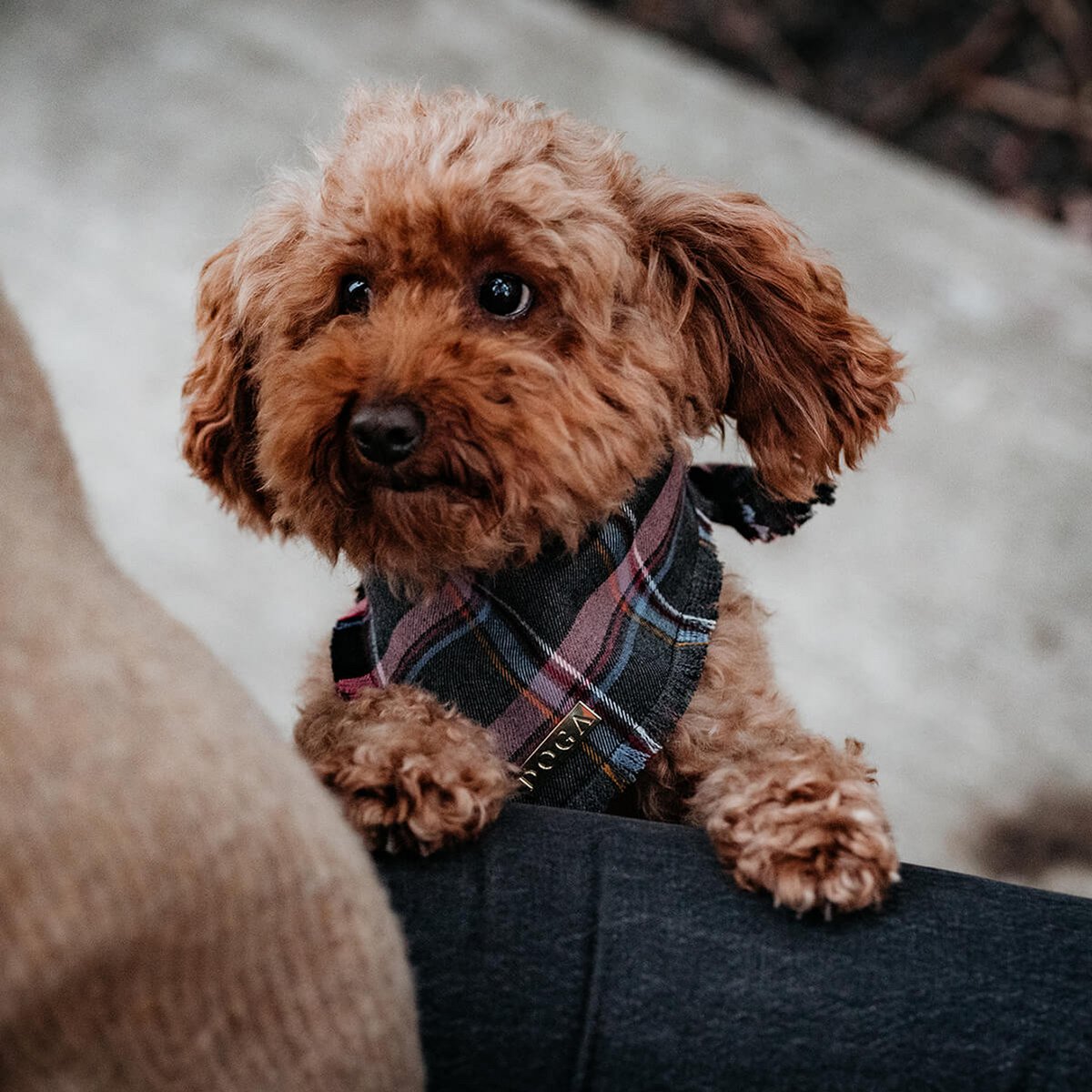 Honden bandana Purple Tartan