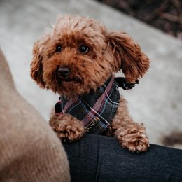 Dog Bandana Purple Tartan