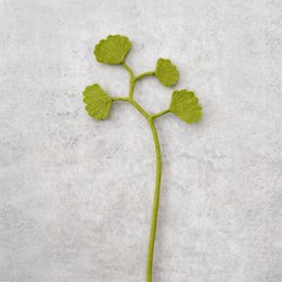 Ginko 4 foglie
