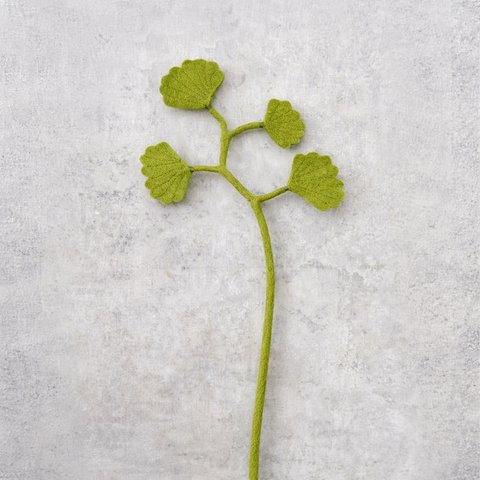 Ginko 4 leaves