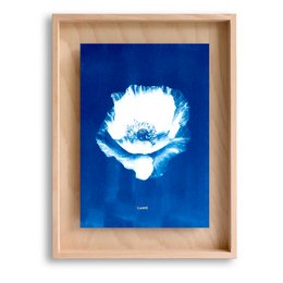 Cyanotype valmue