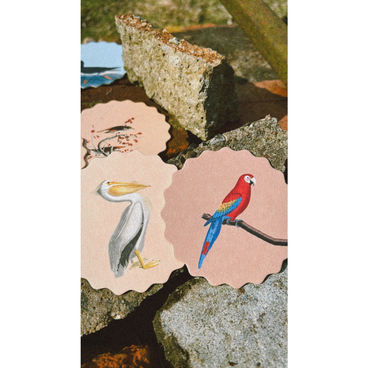 Posavasos/Posavasos 10 motivos pájaros - 12 juegos
