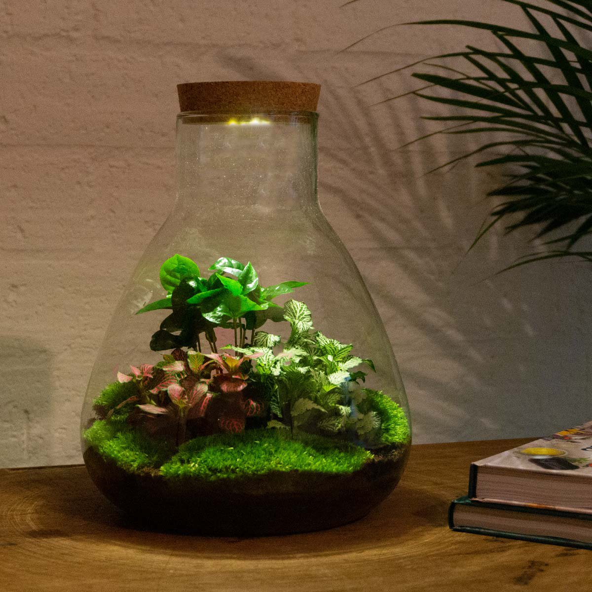 Zestaw do samodzielnego wykonania terrarium - Kawa Sam ze światłem - Ogród butelkowy - ↑ 30 cm