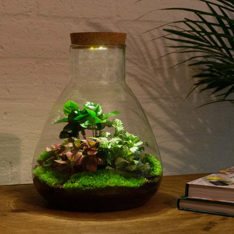 Kit Terrario Fai da Te - Sam Coffea con Luce - Giardino in Bottiglia - ↑ 30 cm