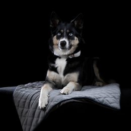 OXFORD fløjlstæppe til hunde
