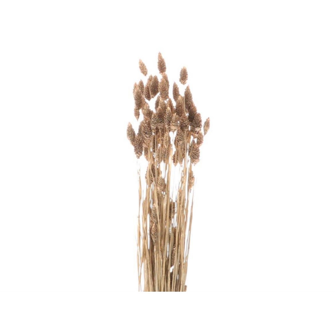 Phalaris, ca. 200g, ca. 65cm, goud