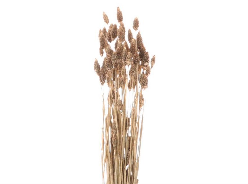 Phalaris, unos 200g, unos 65cm, dorado