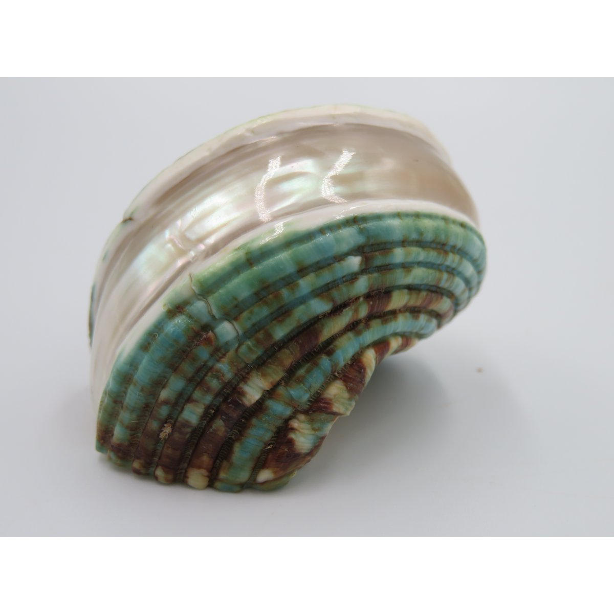 Natural shell - Talembu Poleng Green