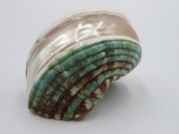 Natural shell - Talembu Poleng Green