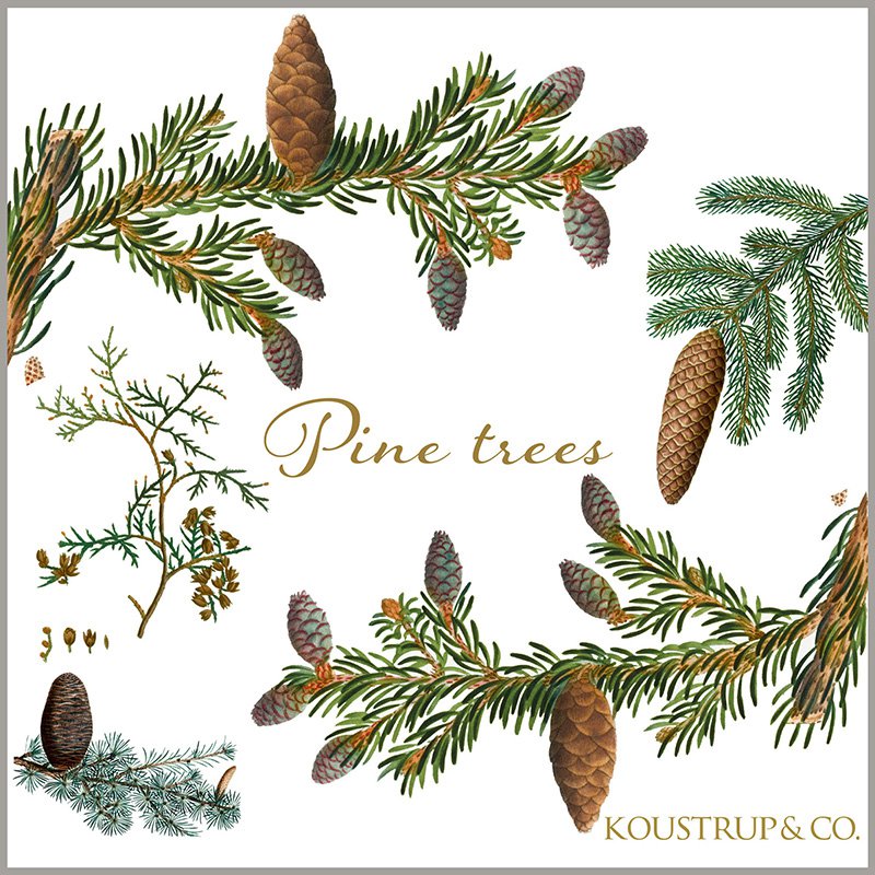 Pine trees - Square cardfolder w/ 8 cards and envelopes