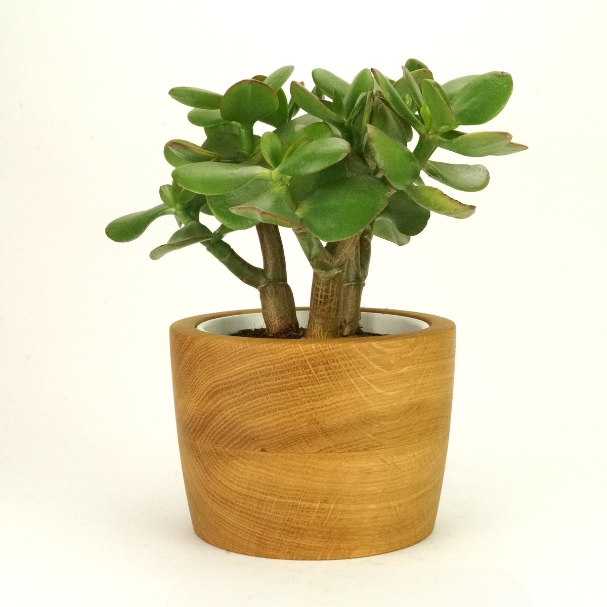 Oak