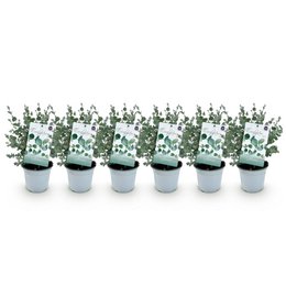  Green Boutiq - Terrace Plant - Eucalyptus Tree - Eucalyptus Gunni - Gray - 6 Plants - Winthhard - Pot 14cm height 30cm. This potted eucalyptus plant features gray-green foliage and a compact, bushy shape. It is suitable for indoor or outdoor use and comes in a 14cm tall pot.