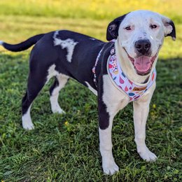 Classic Petal Harness