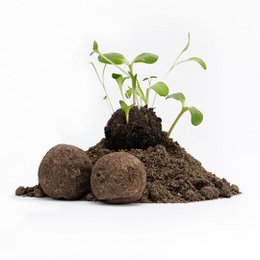 50 Wildblumen-Samenbomben, lose & unverpackt